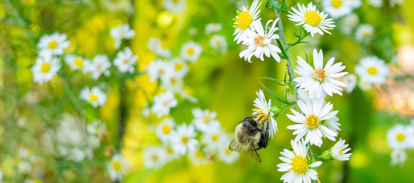 To use or not use beeswax