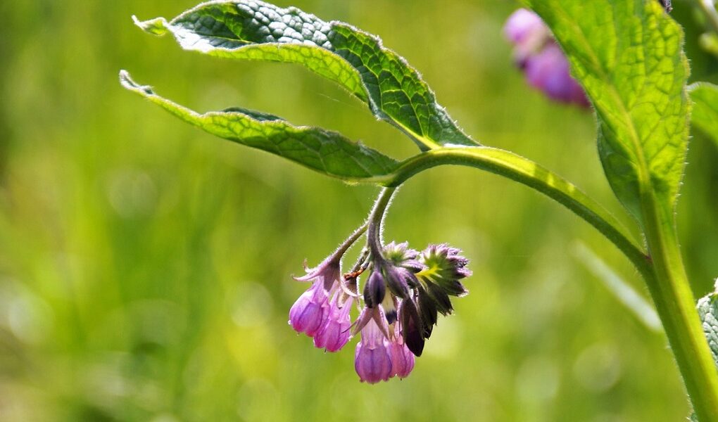 Comfrey tea fertiliser