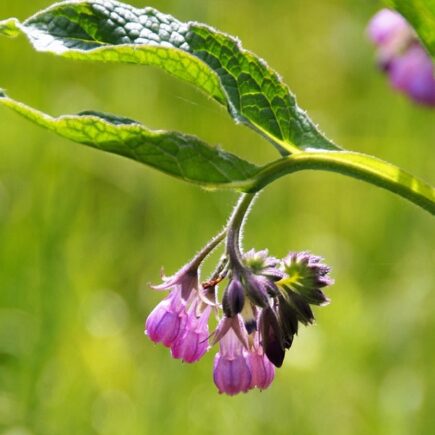 Comfrey tea fertiliser