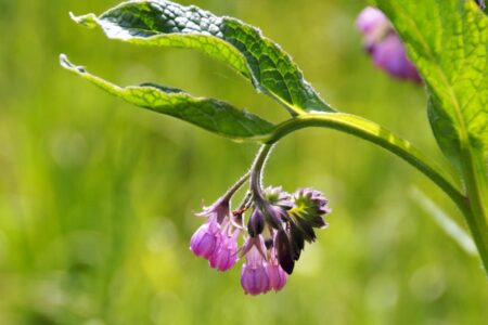 Comfrey tea fertiliser