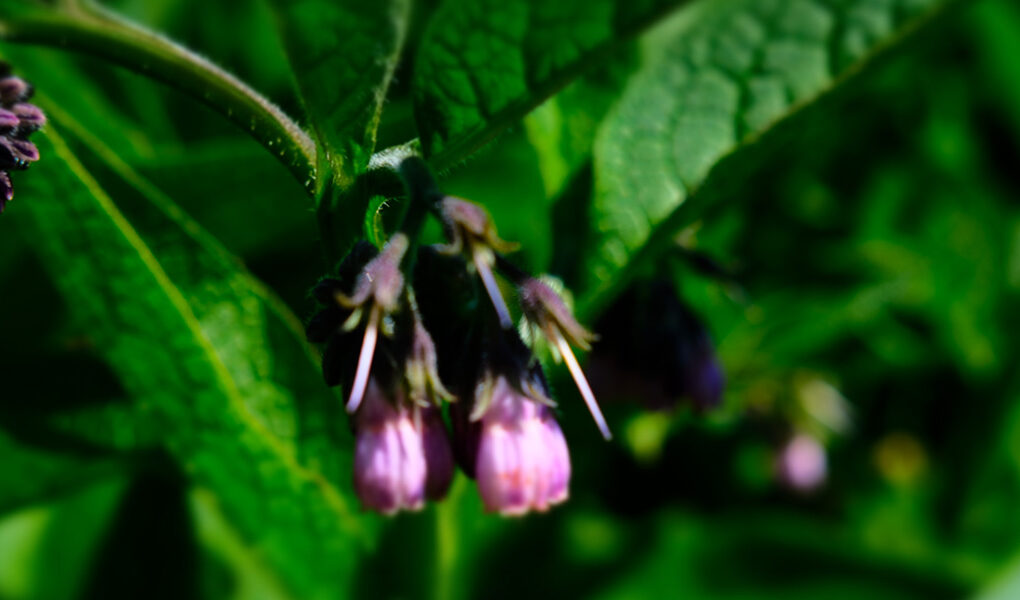 Comfrey Plant Superhero