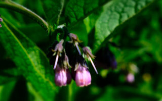 Comfrey Plant Superhero