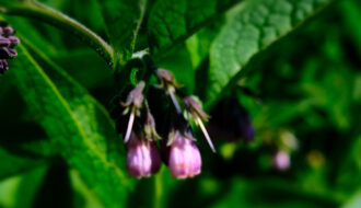 Comfrey Plant Superhero