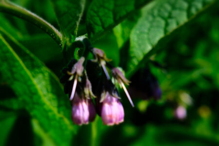 Comfrey Plant Superhero