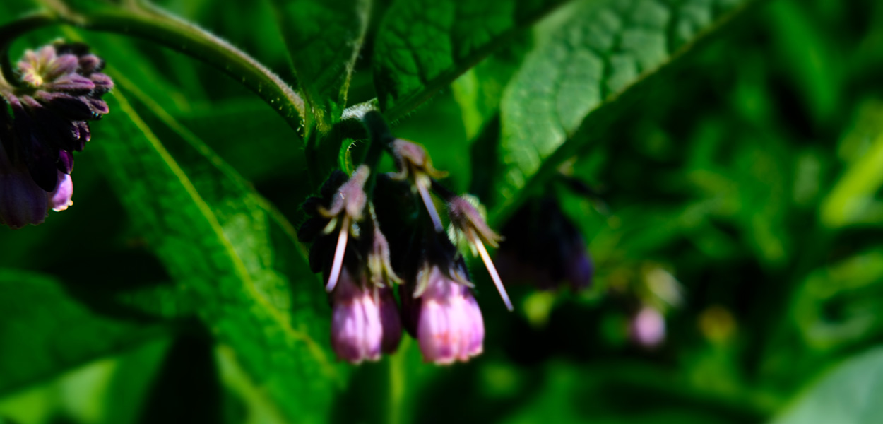 Comfrey Plant Superhero