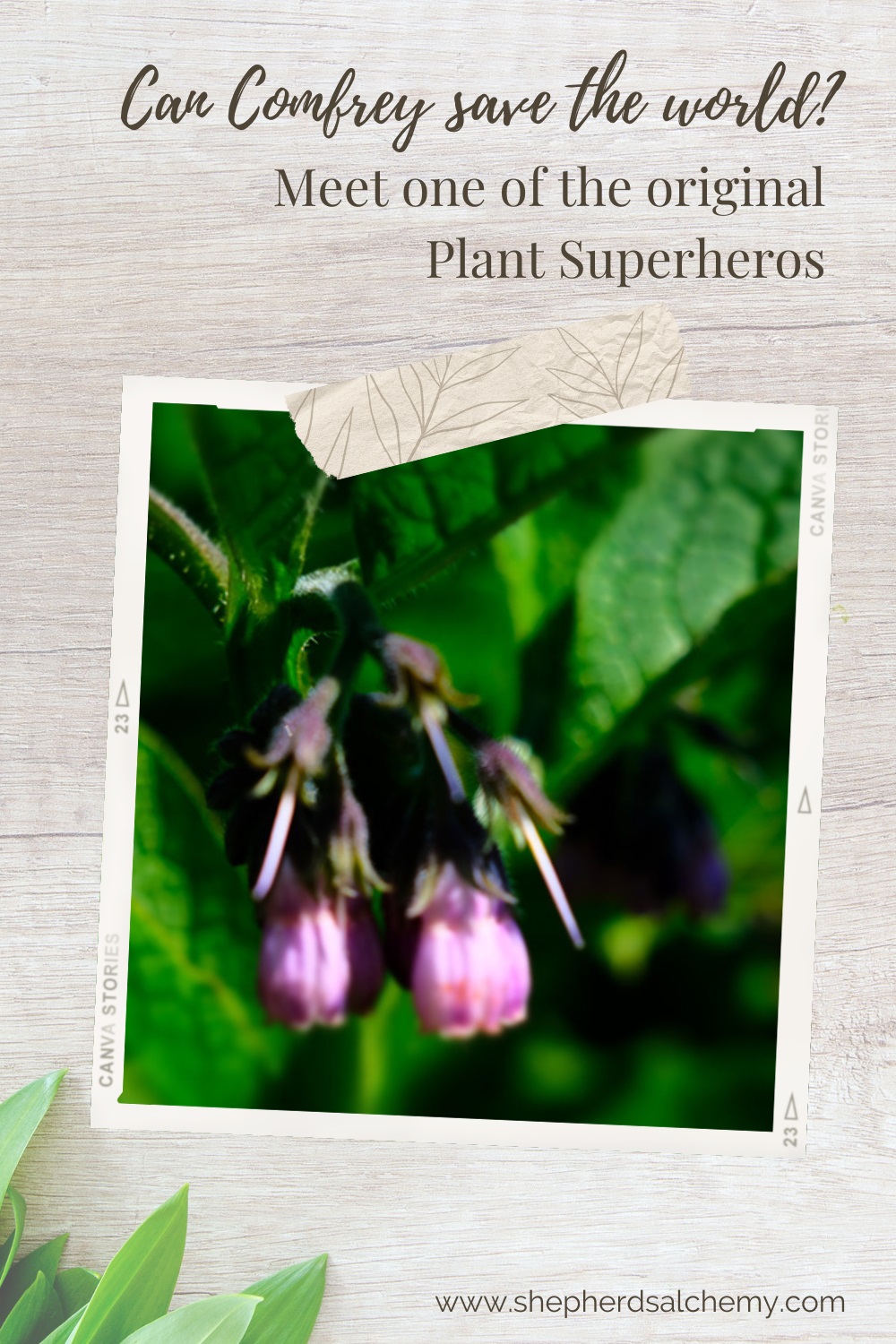 Comfrey the Original Plant Superhero