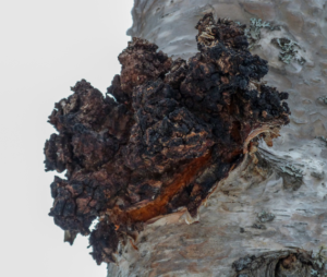 Chaga Inonotus obliquus